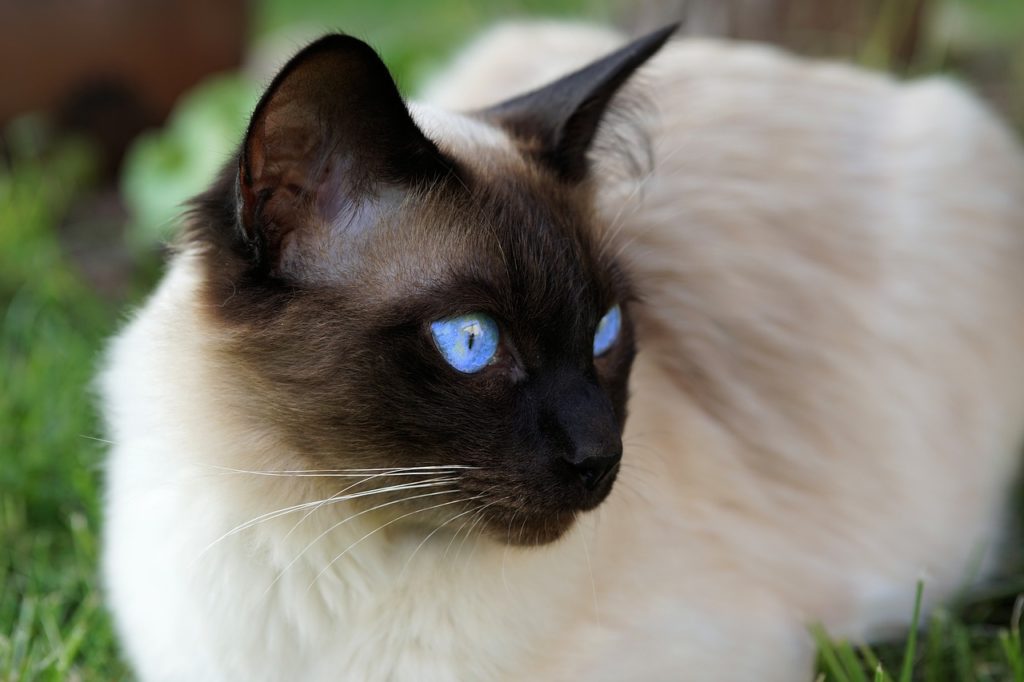 Siamois 3 choses à savoir sur cette race de chat