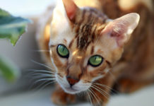 chat du Bengal