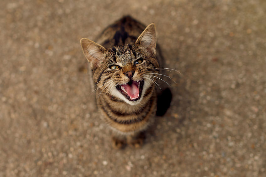 mon-chat-miaule chat miaule constamment