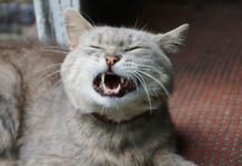 chat éternue