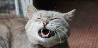 chat éternue