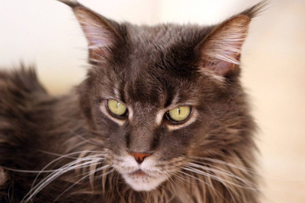 6 races de chats les plus grandes
