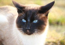 Prix d'achat des 15 races de chats
