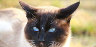 Prix d'achat des 15 races de chats