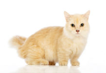 Chat de petite taille