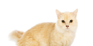 Chat de petite taille