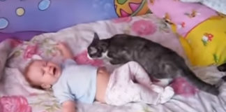 Incroyable réaction d'un chat lorsqu'un bébé pleure