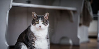 durée de vie d'un chat