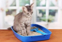 litière pour chat