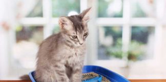 litière pour chat