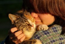 Adopter un chat dans un refuge