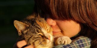 Adopter un chat dans un refuge