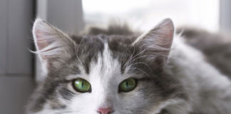 Caractère de votre chat de race