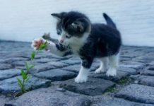 Nom de chat 2019