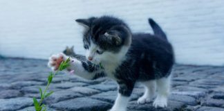 Nom de chat 2019