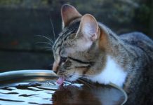 protéger votre chat de la chaleur et canicule