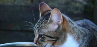 protéger votre chat de la chaleur et canicule