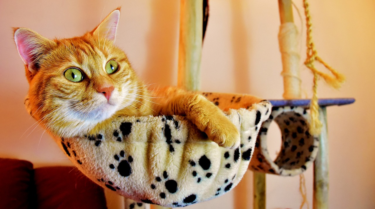 accessoire-pour-chat accessoire indispensable pour chat