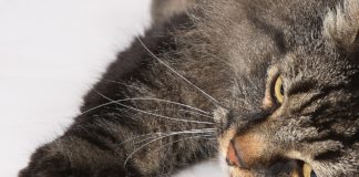 chat ne fasse plus ses griffes sur votre canapé