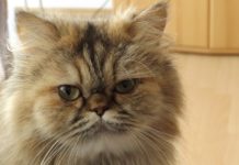 races de chats au visage plat ou aplati