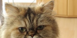 races de chats au visage plat ou aplati