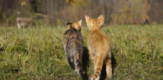savoir si 2 chats s'aiment