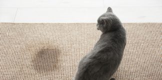 Enlever l'odeur d'urine d'un chat