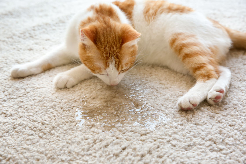 odeur urine d'un chat