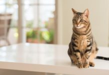 donner à manger à son chat