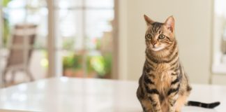 donner à manger à son chat