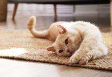 gérer une prise de poids d'un chat