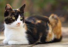 chat isabelle