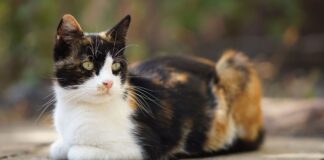chat isabelle