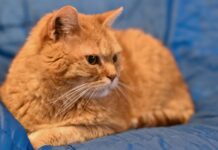 chat roux