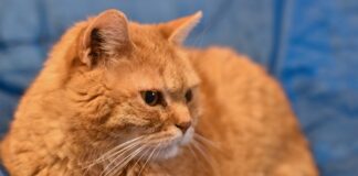 chat roux