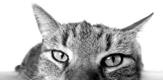 les chats de plus en plus prisés par les Français