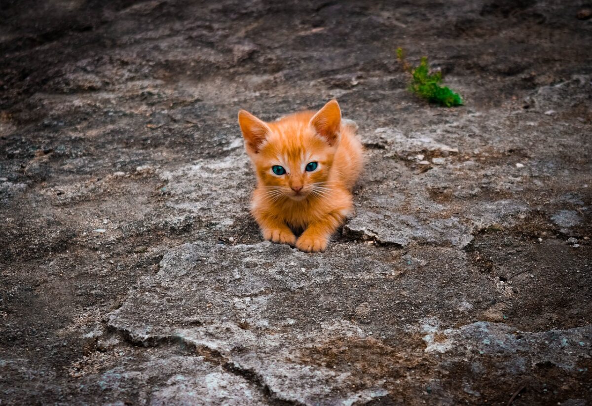 Nom De Chat En S Pour 21 Racedechat Com