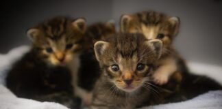 nom de chat S 2021