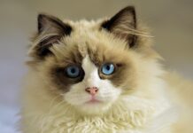 race chat yeux bleus