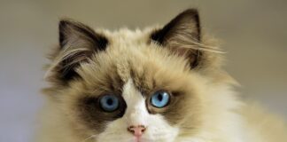 race chat yeux bleus