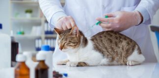 sida du chat