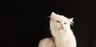éliminer les puces de votre chat
