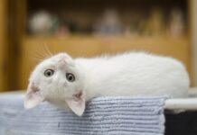 mutuelle pour un chat