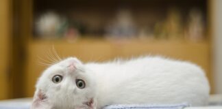 mutuelle pour un chat