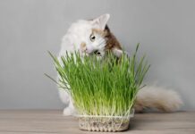 pourquoi chat purger besoin