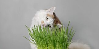 pourquoi chat purger besoin