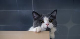 Adopter un chat en chatterie