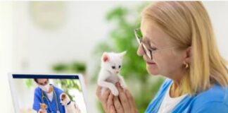 alimentation des chats