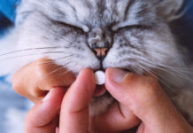 vermifuger son chat avant de partir en vacances