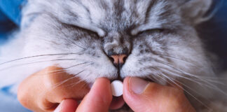 vermifuger son chat avant de partir en vacances